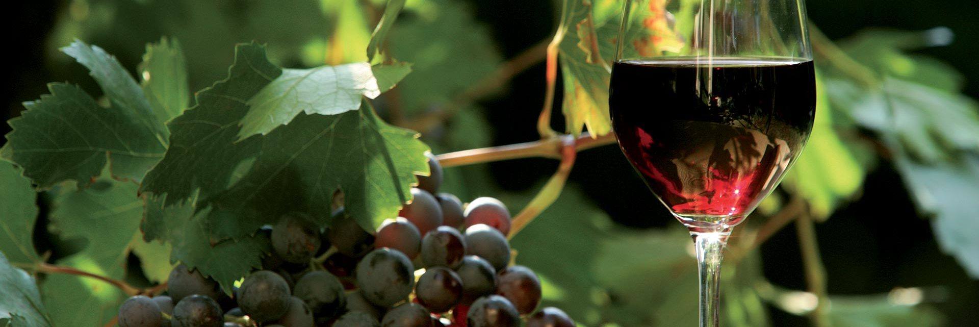 Vineyards and wine
